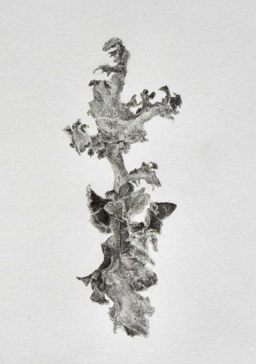 harmaaröyhelö I  20x14 (sold) 