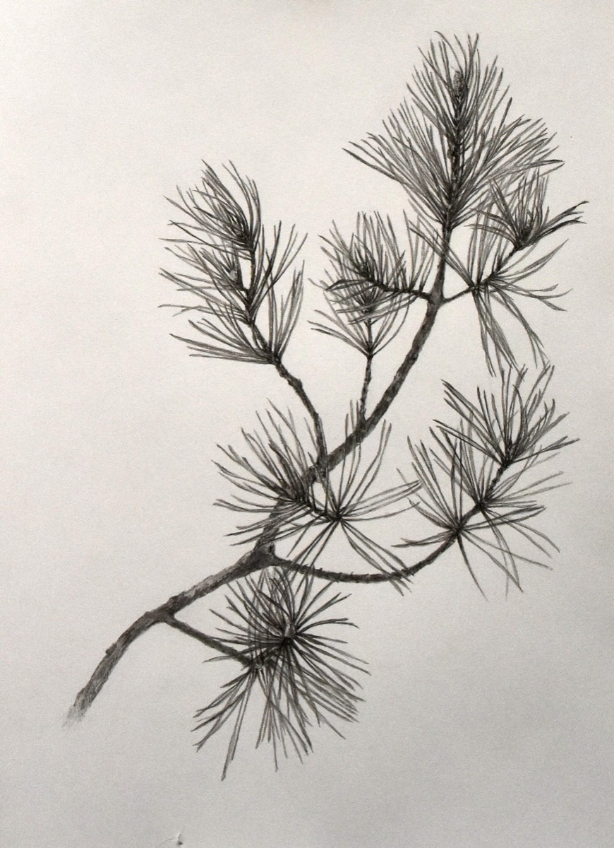 pinus sylvesteris 50x30 (sold) 