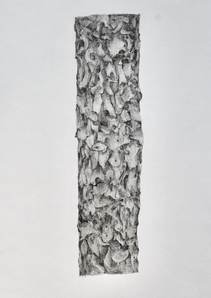 Pinus sylvestris runko  50x30 