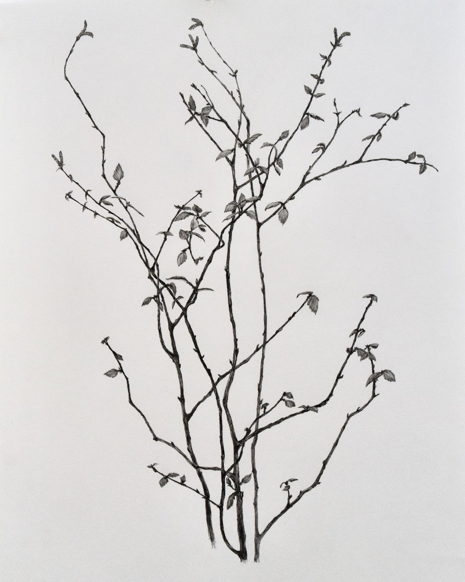 Betula  pendula II 70x50