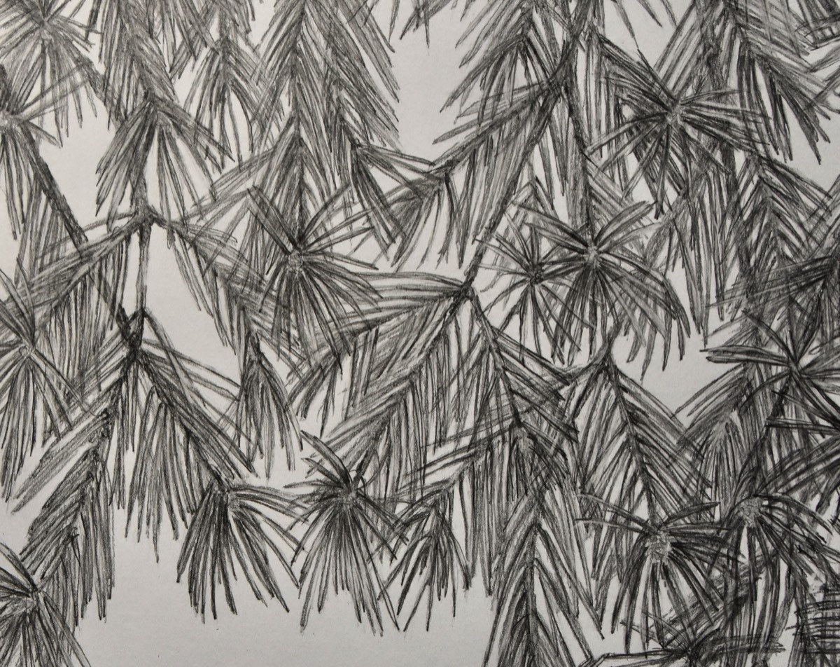 Pinus sylvestris III lähikuva 