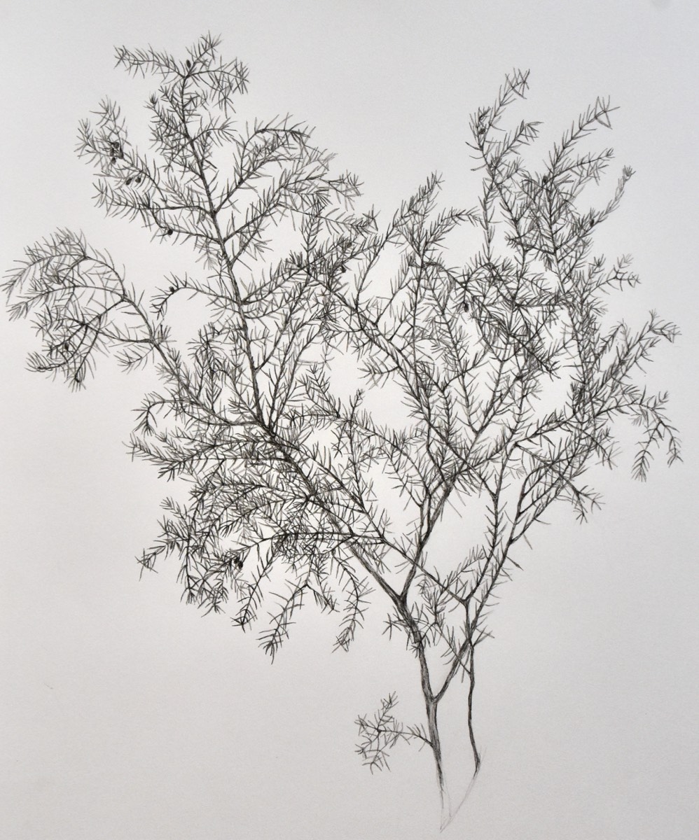 Juniperus communis II  70x50