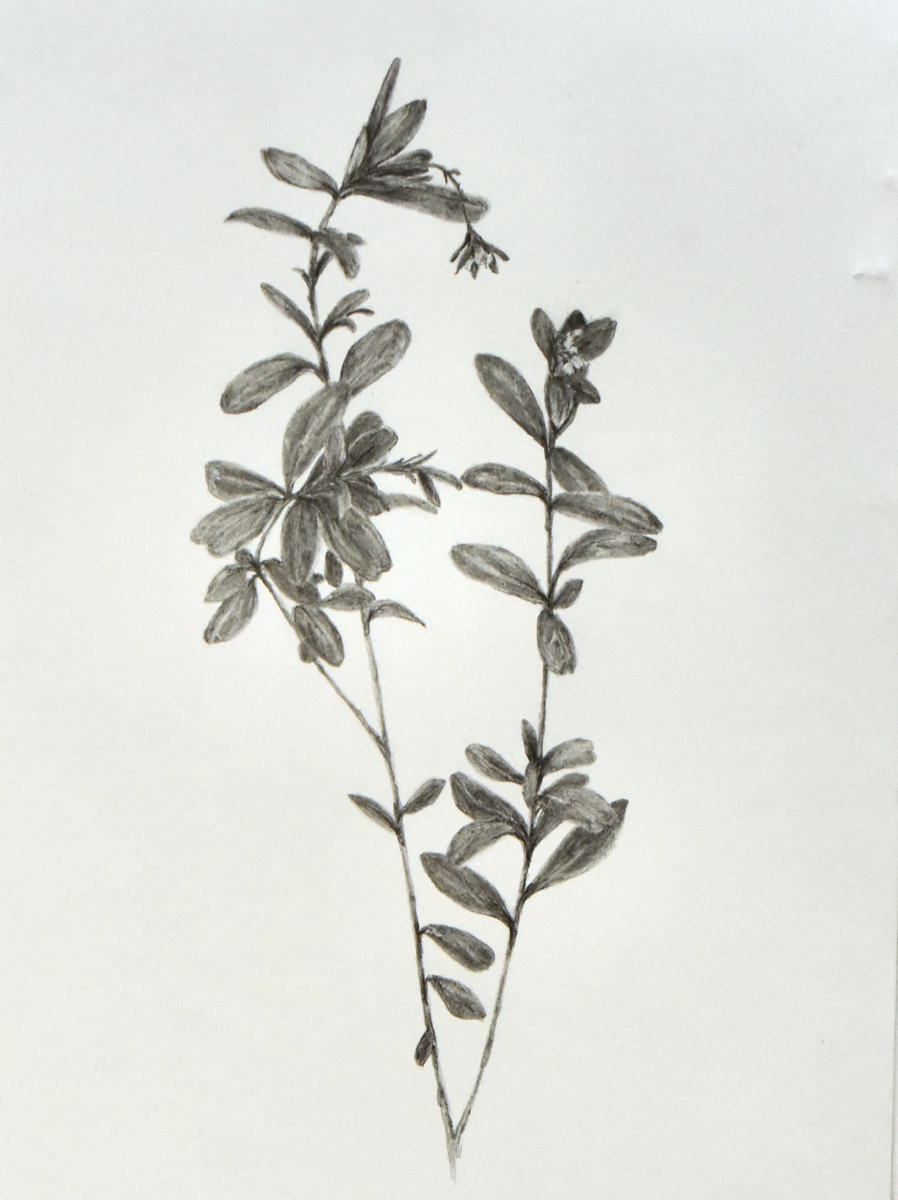 Vaccinium vitis-idaea  29x21