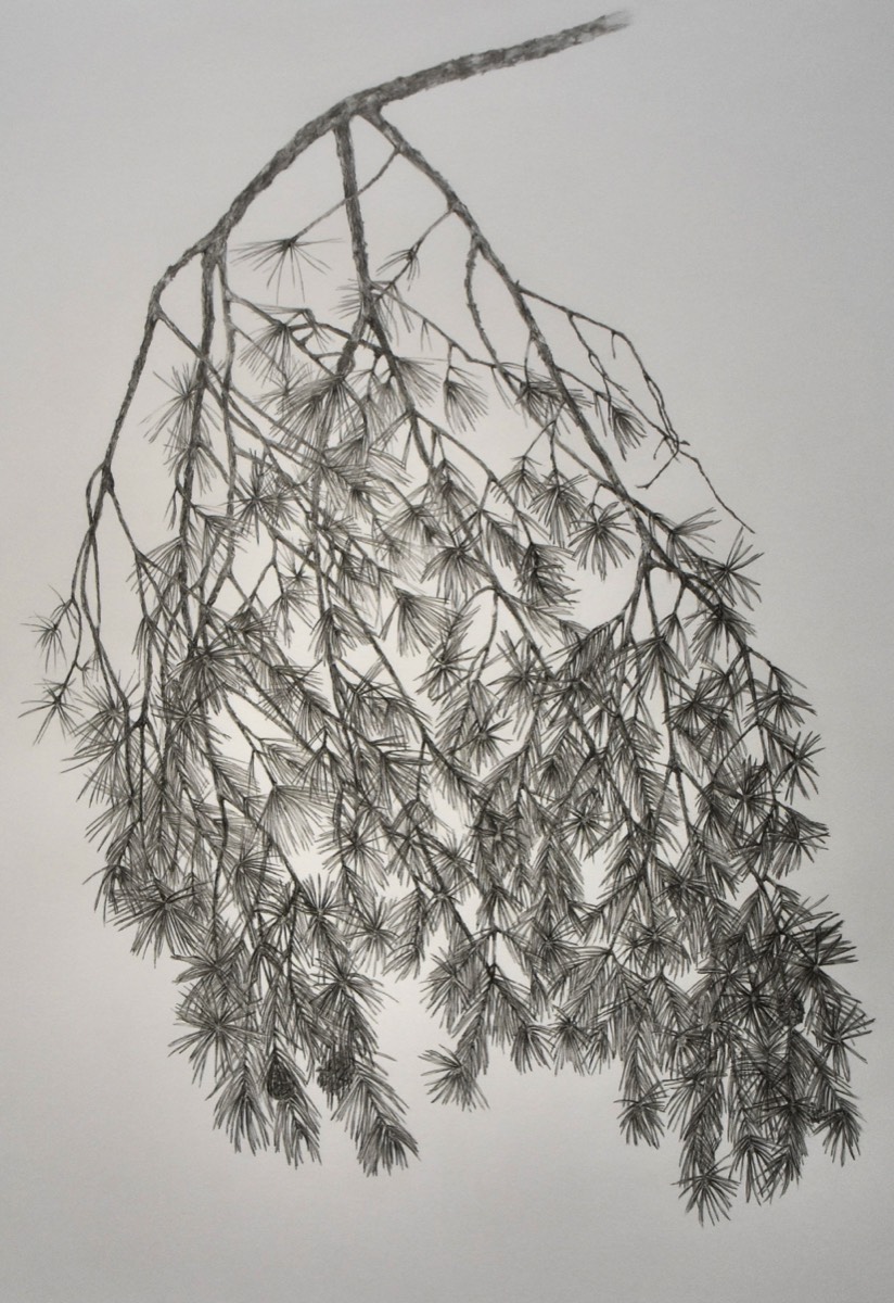 Pinus sylvestris III 100x70 