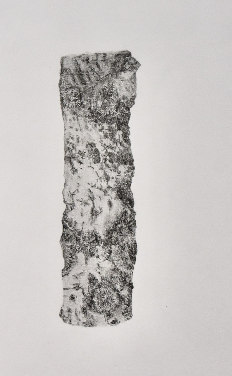 Populus tremula, haavankeltajäkälä  50x30