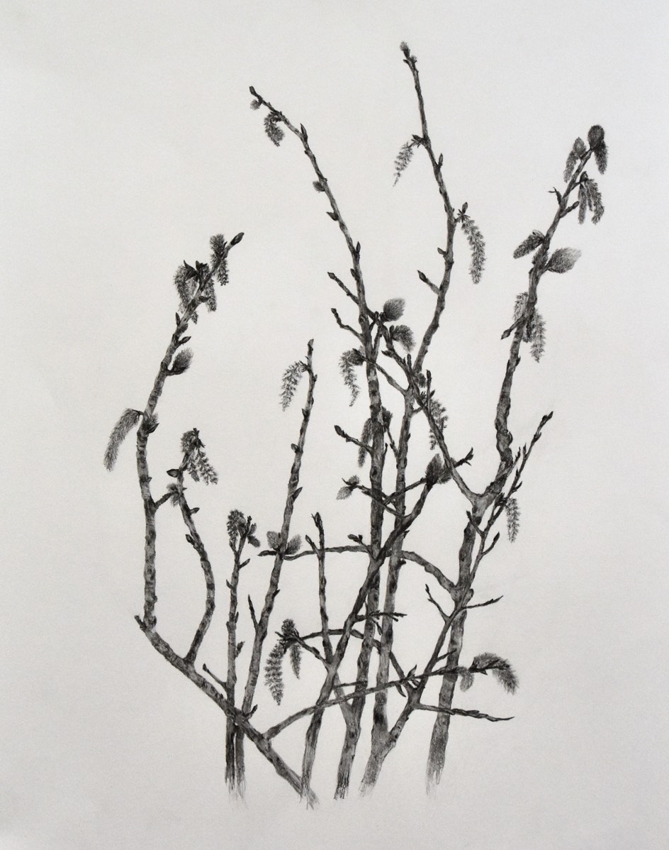 Populus tremula 70x50