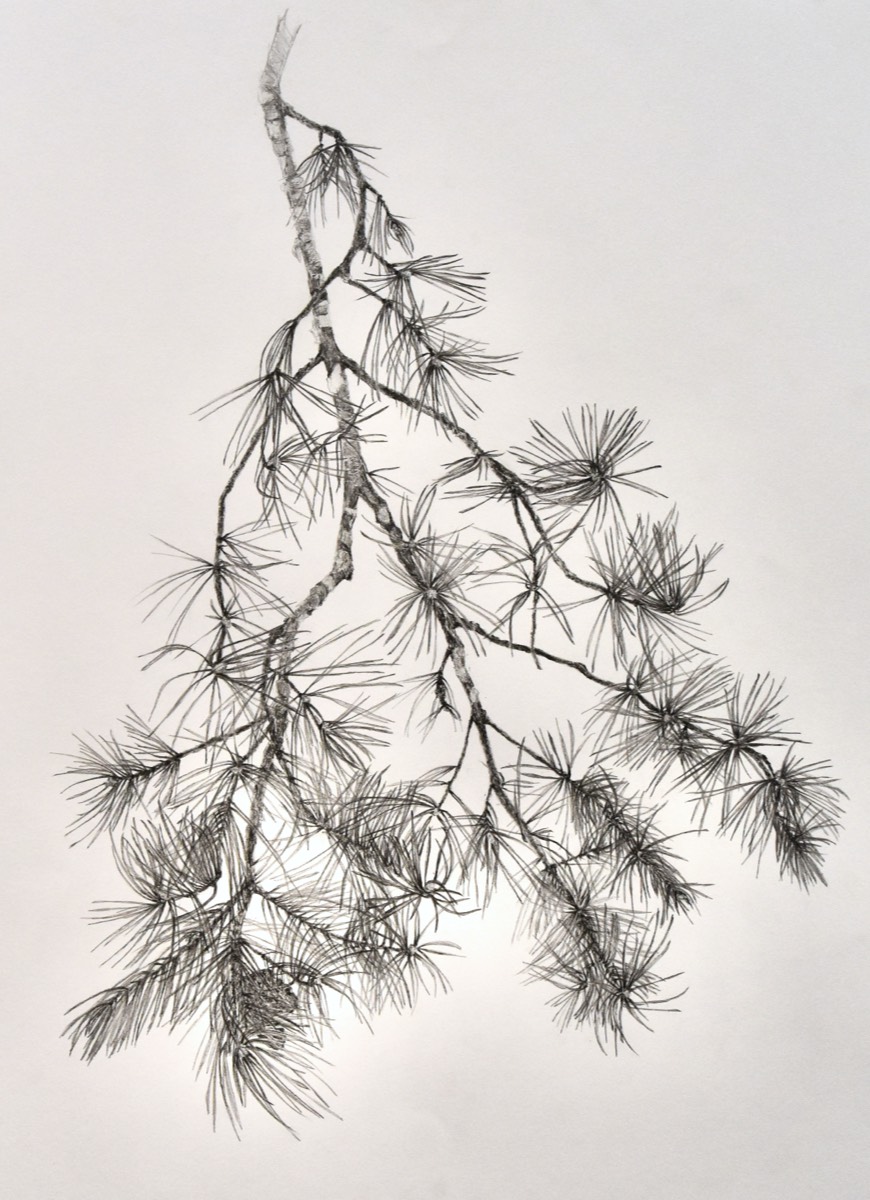 Pinus sylvestris II 70x50