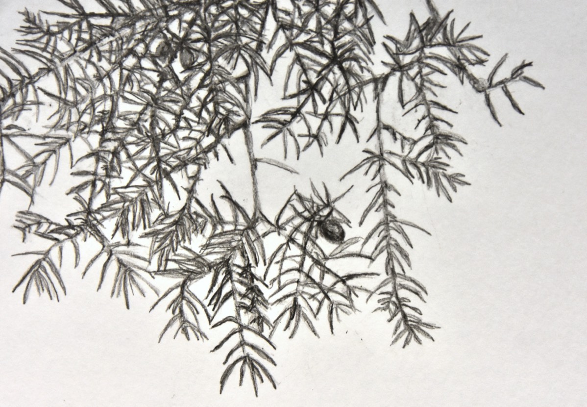 Juniperus communis lähikuva 