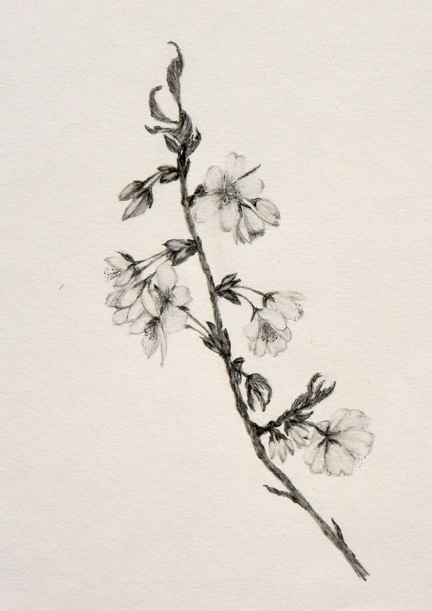 prunus sargentii I 29x21 (sold) 