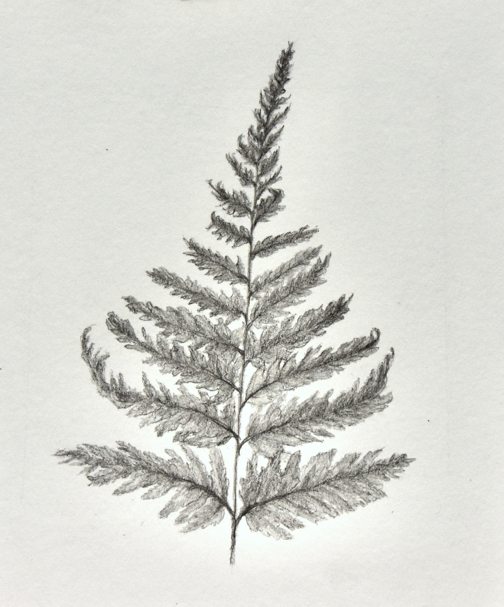 Dryopteris carthusiana  14x13