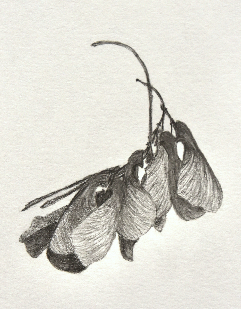 acer ginnula 10x 7  (sold) 