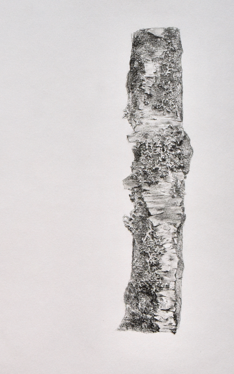 Betula runko I,  sormipaisukarve 50x30