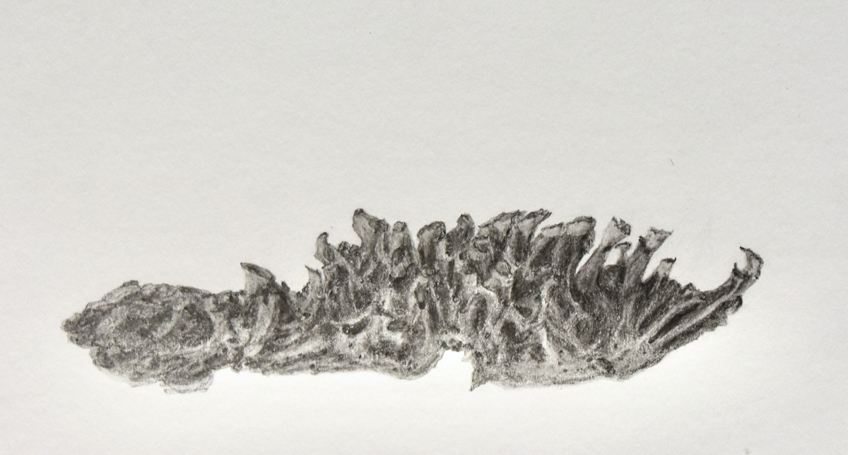 ruskonahkajäkälä 12x19