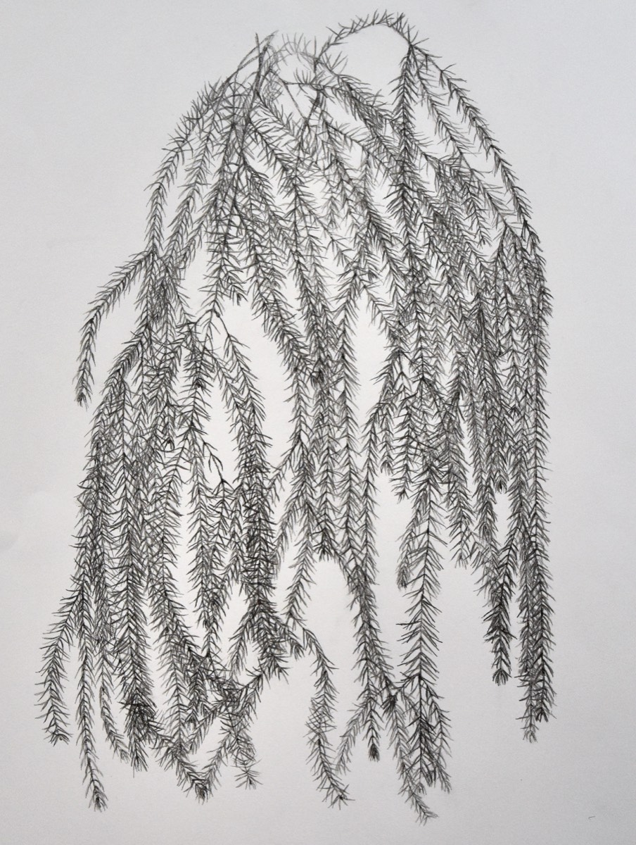 Picea abies II  70x50