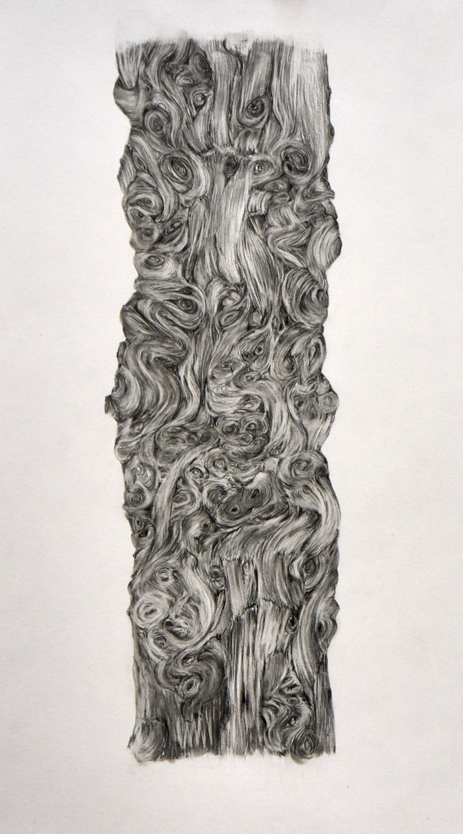 Pinus sylvestris f. gibberosa 50x30 (sold) 