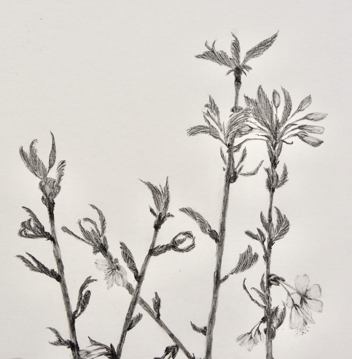 prunus sargentii lähikuva