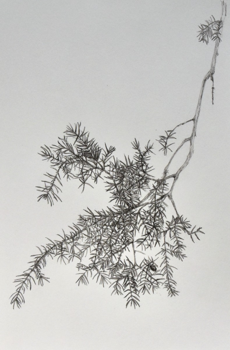 Juniperus communis I 29x21  (sold) 