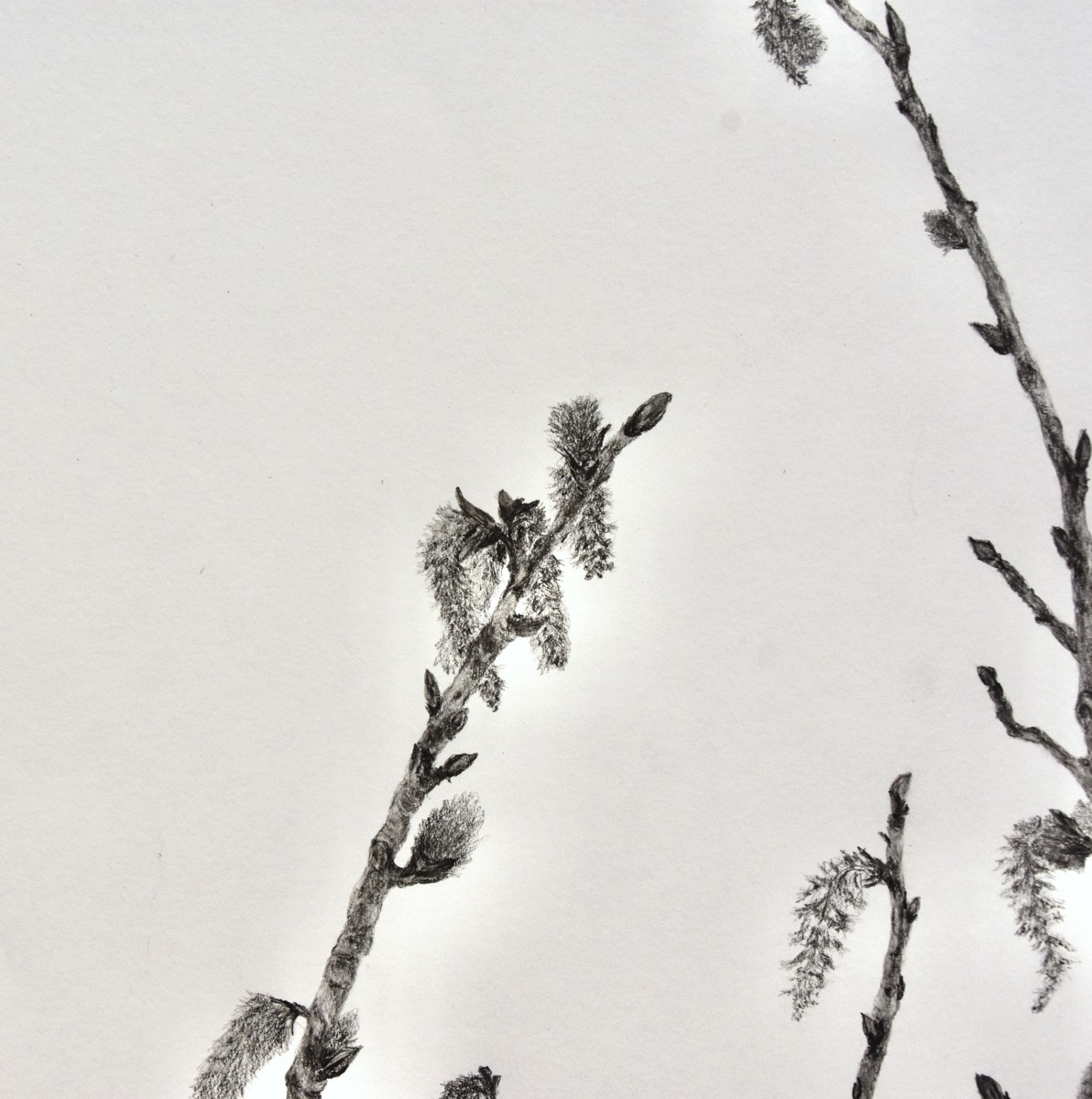 populus tremula lähikuva 