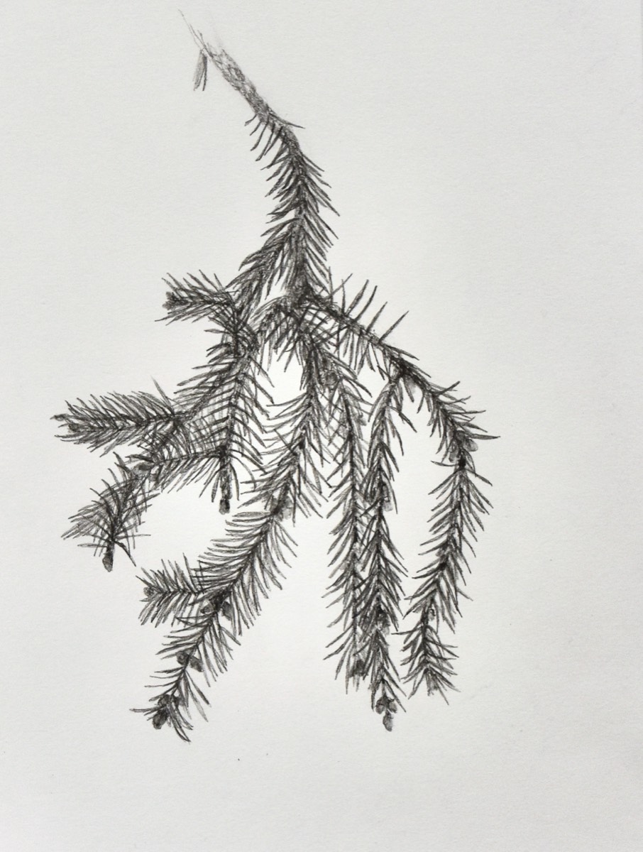 Picea abies I  29x21